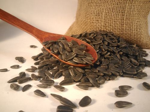 Подсолнух Фаворит