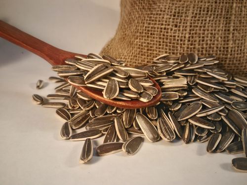 Подсолнух полосатый